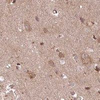 HPA IHC Cerebral cortex — PSMA1