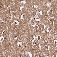 HPA IHC Cerebral cortex — MAML3
