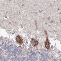 HPA IHC Cerebellum — GBF1