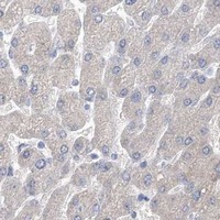 HPA IHC Liver — WDR74