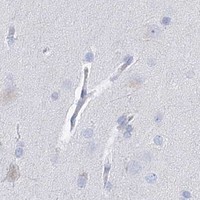 HPA IHC Cerebral cortex — WDR74
