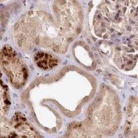 HPA IHC Kidney — WAPL