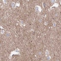 HPA IHC Cerebral cortex — SH3PXD2A