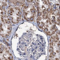 HPA IHC Kidney — LPIN1