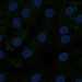 HPA038127: hTERT-RPE1 (serum starved)