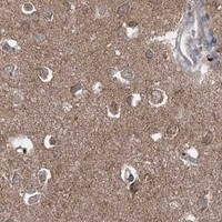 HPA IHC Cerebral cortex — CPNE8