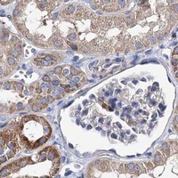 HPA IHC Kidney — UBASH3B