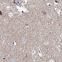 HPA IHC Cerebral cortex — UBASH3B