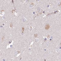 HPA IHC Cerebral cortex — RBP5