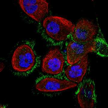 HPA038783: A-431