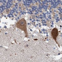 HPA IHC Cerebellum — SRPX2