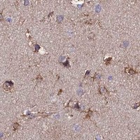 HPA IHC Cerebral cortex — ZC3H12C
