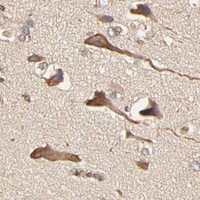 HPA IHC Cerebral cortex — BCAP31
