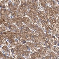 HPA IHC Liver — IDI1