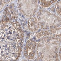 HPA IHC Kidney — IDI1