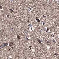 HPA IHC Cerebral cortex — IDI1