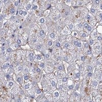 HPA IHC Liver — NPAS4