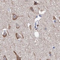 HPA IHC Cerebral cortex — NPAS4