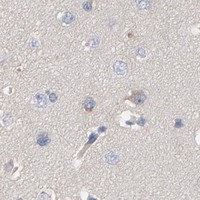 HPA IHC Cerebral cortex — CCDC134