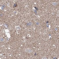 HPA IHC Cerebral cortex — CCP110