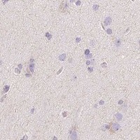 HPA IHC Cerebral cortex — MIOX