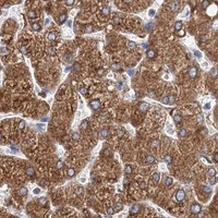 HPA IHC Liver — ERP29