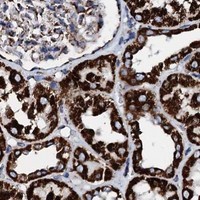 HPA IHC Kidney — HADH