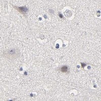 HPA IHC Cerebral cortex — OVOL1