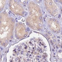 HPA IHC Kidney — NEDD4