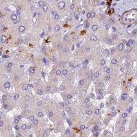HPA IHC Liver — NEDD4