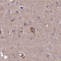 HPA IHC Cerebral cortex — LAYN