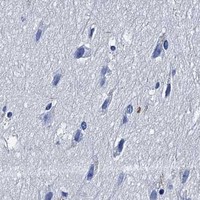 HPA IHC Cerebral cortex — MYBPC3