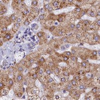 HPA IHC Liver — TMEM18