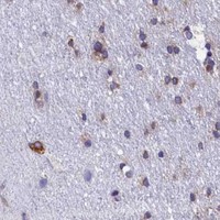 HPA IHC Cerebral cortex — TMEM18