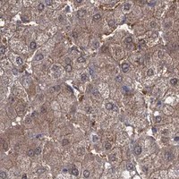 HPA IHC Liver — GLO1