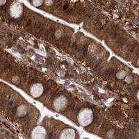 HPA IHC Small intestine — GCLM