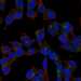HPA040778: SH-SY5Y
