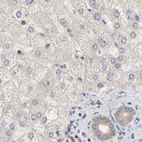 HPA IHC Liver — NEDD8