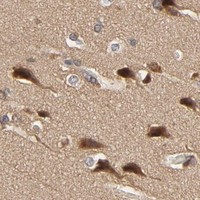HPA IHC Cerebral cortex — NEDD8