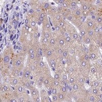 HPA IHC Liver — MGME1