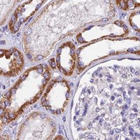 HPA IHC Kidney — MGME1