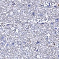 HPA IHC Cerebral cortex — ACTB
