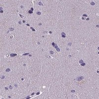 HPA IHC Cerebral cortex — CUBN