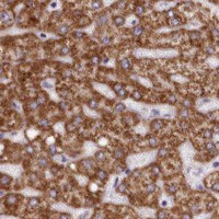 HPA IHC Liver — FXYD6