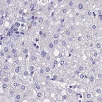HPA IHC Liver — CIAPIN1