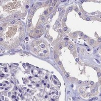 HPA IHC Kidney — CIAPIN1