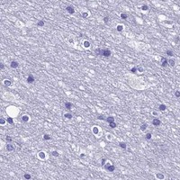 HPA IHC Cerebral cortex — CIAPIN1