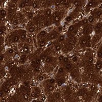HPA IHC Liver — FAH