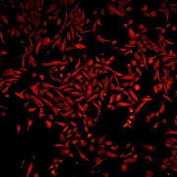 HPA041411: U-2 OS, siRNA 1 (10x)