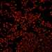 HPA041411: U-2 OS, siRNA 1 (10x)